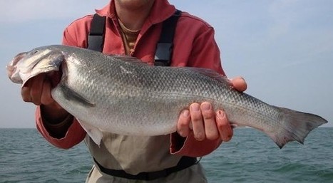 1,3 million de Français pratiquent la pêche en mer - Enviro2B | Biodiversité | Scoop.it