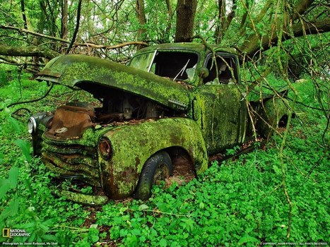 Moss-covered in Michigan | Gardening Life | Scoop.it