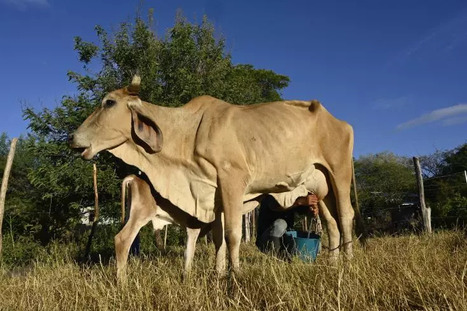AMERIQUE CENTRALE: Un continent ravag&eacute; par El Ni&ntilde;o | AM&Eacute;RIQUES | Scoop.it