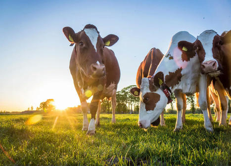 Un milliard de vaches face au réchauffement climatique : le stress thermique menace l'élevage mondial d'ici 2100 ! | Elevage et environnement | Scoop.it