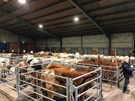 Nord : le marché aux bestiaux du Cateau-Cambrésis reprend du poil de la bête | Actualité Bétail | Scoop.it