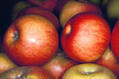 Gérer les risques sanitaires et phytosanitaires dans la filière pomme | Variétés entomologiques | Scoop.it