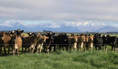 Viande bovine : l'accord avec la Nouvelle-Zélande s'ajoute à la liste | Actualité Bétail | Scoop.it