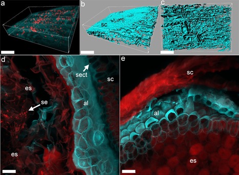 Consistent associations with beneficial bacteria in the seed endosphere of barley (Hordeum vulgare L.) | RMH | Scoop.it