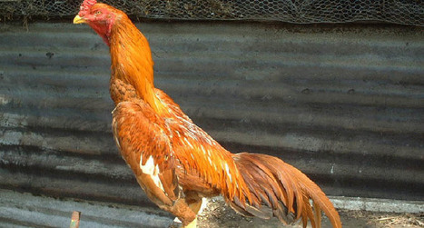 Ciri Babon Ayam Bangkok Yang Bagus Sabung Ayam Online