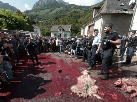 Manifestation anti-ours dans les Pyr&eacute;n&eacute;es-Atlantiques, malgr&eacute; le d&eacute;part d'Hulot&nbsp; | Biodiversit&eacute; | Scoop.it
