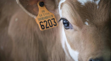 Identification et traçabilité des animaux de rente | Ministère de l'Agriculture et de l'Alimentation | Actualité Bétail | Scoop.it