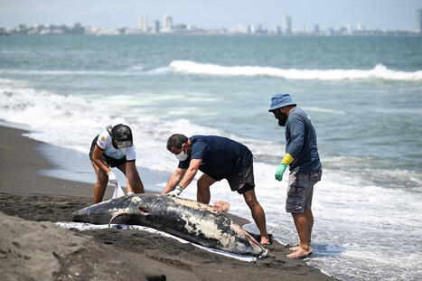 Lack of transparency about causes of oil spill in Gulf of Mexico fuels public concern | International / le 26.03.2026 | Pollution accidentelle des eaux (+ d&eacute;chets plastiques) | Scoop.it