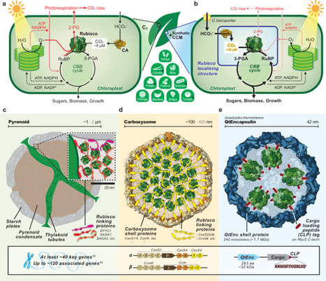 Reprogramming encapsulins into modular carbon-fixing nanocompartments | Ncm | RMH | Scoop.it