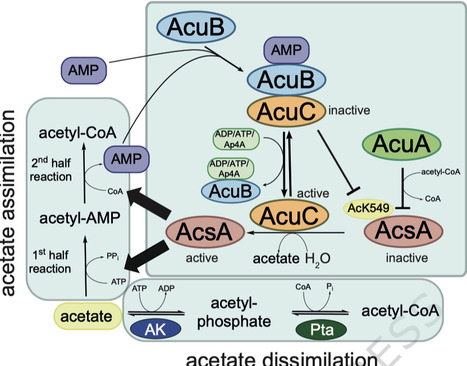 AcuB senses cellular energy charge to coordinate acetyl-CoA synthesis in bacteria | Ncm | RMH | Scoop.it