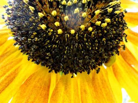 Cheerful Sunny Sunflowers to Brighten a Dark December Day | Gardening Life | Scoop.it