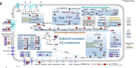 Close spatial and metabolic association between heterotrophic and ammonia-oxidizing marine Nitrososphaerota | isme | RMH | Scoop.it
