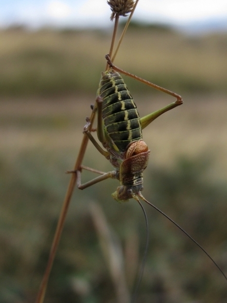 Promeneurs &eacute;coutant - Prises de sons et art sonore en lien avec la nature et l'environnement | Insect Archive | Scoop.it