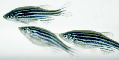 Heritable gene targeting in zebrafish using customized TALENs : Nature Biotechnology | TAL effector science | Scoop.it