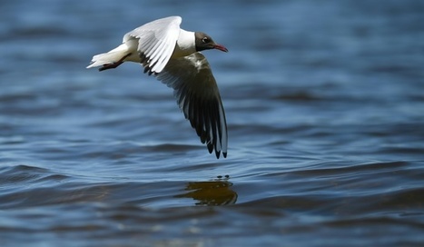 Les oiseaux de mer s'orientent notamment à l'odorat, confirme une étude | Les oiseaux au gré du vent | Scoop.it