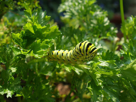 Swallowtail butterfly caterpillars | Gardening Life | Scoop.it