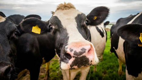 Le Parlement européen divisé sur les émissions de l’agriculture – EURACTIV.fr | SCIENCES DE L' ANIMAL | Scoop.it