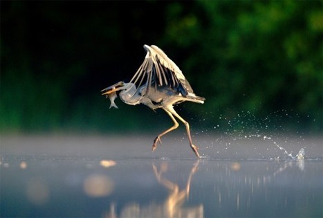 Las mejores fotos del British Wildlife Photographer of the Year - Caminando sobre el agua | Artículos CIENCIA-TECNOLOGIA | Scoop.it