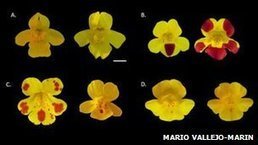 Los secretos evolutivos que revelan las nuevas especies | Mi Cajón de Ideas | Scoop.it