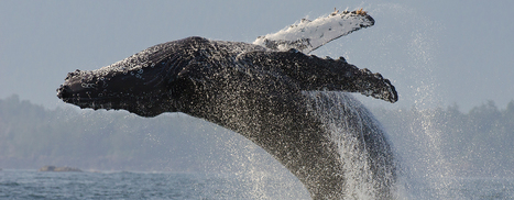 BIG BLUE LIVE - 3 night TV/online event with amazing marine creatures - PBS - Aug. 31st - Sept. 2nd | Education Matters - (tech and non-tech) | Scoop.it