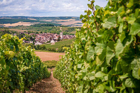 Pesticides : une étude d’ampleur vient confirmer la surexposition des riverains des vignes | EntomoNews | Scoop.it