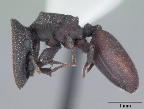 Cette fourmi est une porte blindée vivante | EntomoNews | Scoop.it