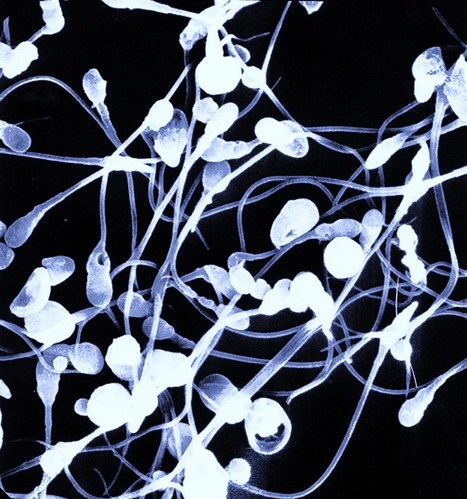 Scientists Grow Sperm From Skin Cells | Science News | Scoop.it