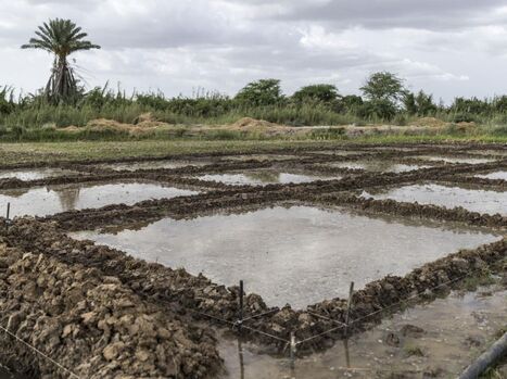S&Eacute;N&Eacute;GAL : L'ing&eacute;nieuse introduction de poissons dans des rizi&egrave;res contre la bilharziose | AFRIQUES | Scoop.it