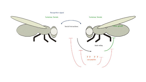 Male manipulation impinges on social-dependent tumor suppression in Drosophila melanogaster females | I2BC Paris-Saclay | Scoop.it