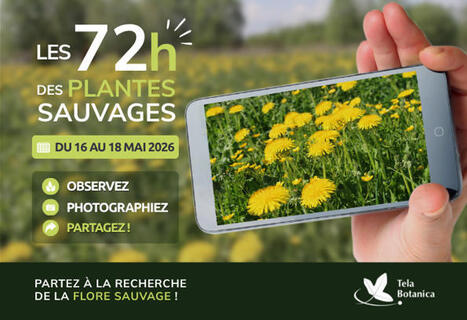 Les 72h des plantes sauvages : observez, photographiez, partagez !&nbsp; | For&ecirc;t, Bois, Milieux naturels : sciences et techniques | Scoop.it