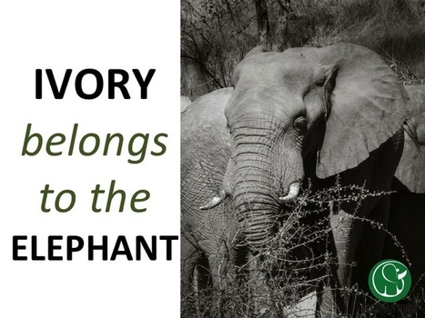 The Price of an Elephant | Human Interest | Scoop.it
