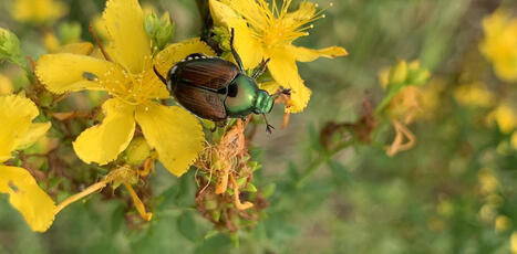 Le scarab&eacute;e japonais &agrave; la&nbsp;conqu&ecirc;te de l&rsquo;Europe&nbsp;: un insecte sous haute&nbsp;surveillance | EntomoNews | Scoop.it