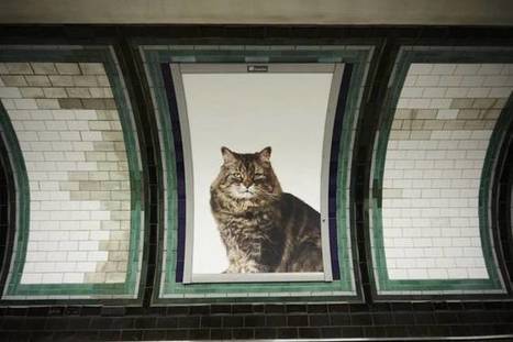 All ads in this London Tube station replaced overnight with cat photos | consumer psychology | Scoop.it