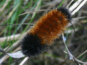 Wooly bear caterpillars – how harsh will winter be? | Gardening Life | Scoop.it