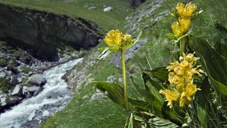 Dans les Pyrénées, les randonneurs appelés à recenser la gentiane jaune - France 3 Occitanie | Vallées d'Aure & Louron - Pyrénées | Scoop.it