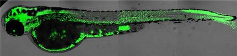 Visualization of DNA synthesis in vivo | Amazing Science | Scoop.it