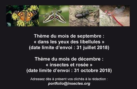 Insectes : le portfolio - Une rubrique ouverte à tous ! | Variétés entomologiques | Scoop.it