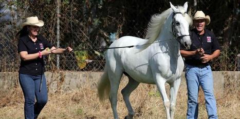 Crónica: Orgullo por caballos de paso fino - El Nuevo Dia.com | Caballo, Caballos | Scoop.it