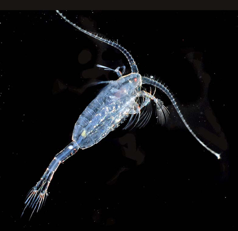Les chercheurs sibériens ont découvert la plus petite molécule luminescente du monde | EntomoNews | Scoop.it
