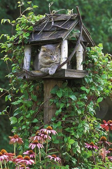 Cat waiting for birds | 1001 Gardens ideas ! | Scoop.it