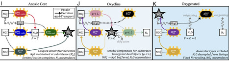Microbial niche partitioning explains N2O distributions and cycling in marine oxygen minimum zones | pnas | RMH | Scoop.it