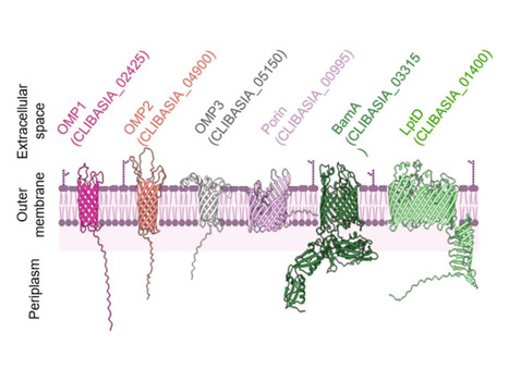 bioRxiv: A secreted citrus protease cleaves an outer membrane protein of the Huanglongbing pathogen (2025) | Publications from The Sainsbury Laboratory | Scoop.it