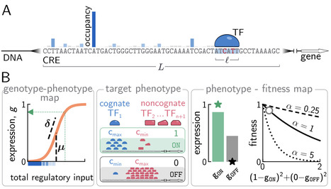Regulatory architectures optimized for rapid evolution of gene expression | Brve | RMH | Scoop.it