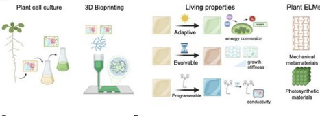 Plant cell-based 4D engineered living materials | brvt | RMH | Scoop.it