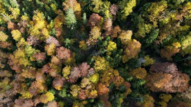FORÊTS : Les paiements pour services environnementaux forestiers | CIHEAM Press Review | Scoop.it