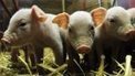 How bioprinting can save your bacon | Simulation in Health Sciences Education | Scoop.it