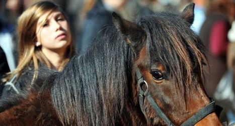Le salon du cheval revient après 3 ans d'absence | Salon du Cheval | Scoop.it