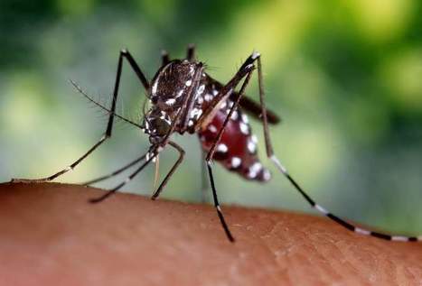 Avec le réchauffement, les insectes porteurs de maladies migrent au nord | EntomoNews | Scoop.it
