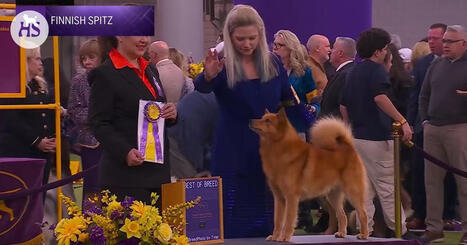 Suomenpystykorvaa ihmetell&auml;&auml;n Yhdysvalloissa | HS.fi | 1Uutiset - Lukemisen t&auml;hden | Scoop.it