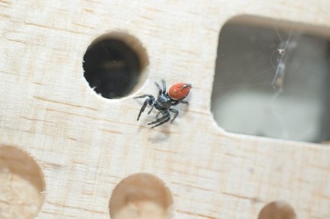 L’espace a rendu cette araignée sauteuse très maladroite (vidéo) | EntomoNews | Scoop.it